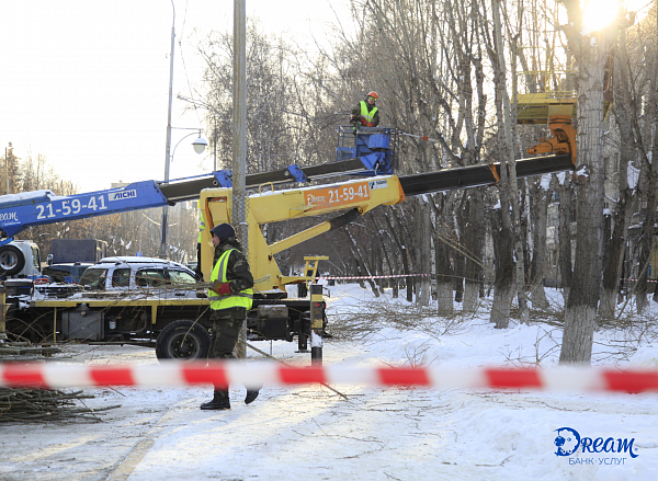 Спил деревьев Спил деревьев